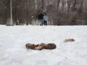 Winter's Thaw Exposes Neglected Dog Waste, Creating Urban Minefields