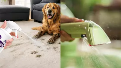 7 Best Vomit Stain Removers for Carpets, Upholstery, and Clothes