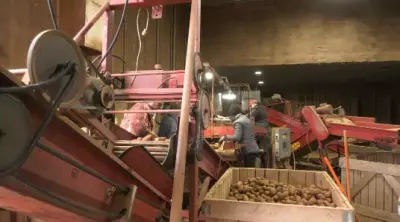 After drought hit P.E.I. potatoes, Iran war adds new pressures before planting