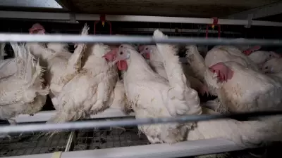 Animal Justice Condemns Saskatchewan's Enriched Cage Poultry Research Plan