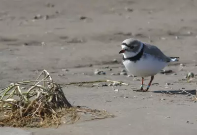 Barrie and Wasaga Beach Collaborate with Birds Canada to Save Endangered Piping Plovers