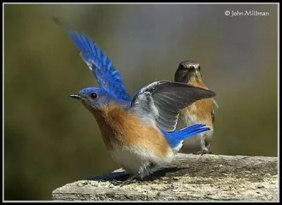 Barrie Earns Official Designation for Eastern Bluebird Conservation Efforts