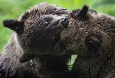 B.C. Grizzly Bear Cubs Emerge from Dens, Sparking Wildlife Monitoring Efforts