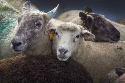B.C. to Allow Killing of Abandoned Domestic Sheep to Protect Wild Animals
