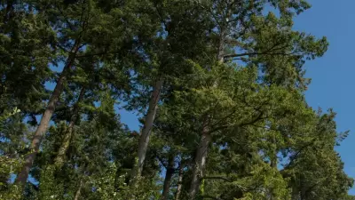 B.C. Tribunal Rules Neighbors' Trees Not a 'Continuous Nuisance' in Property Dispute