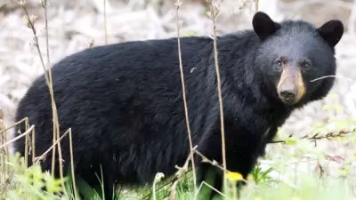Bear Season Tips: How to Avoid Black Bears in Eastern Ontario