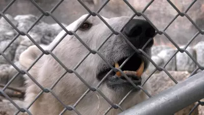 Behind the scenes with Star, Assiniboine Park Zoo's polar bear ambassador