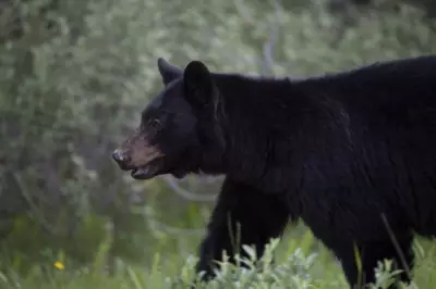 Black Bear Illegally Killed in Manitoba, Orphaned Cubs Left Behind