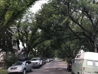 Calgary Launches Branching Out 2026: Apply for Free Trees to Boost Urban Canopy