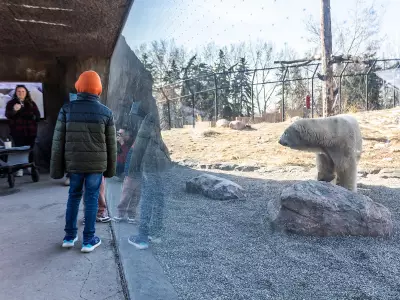 Calgary Zoo's New Polar Bear Yellé Captivates Visitors with Gentle Nature