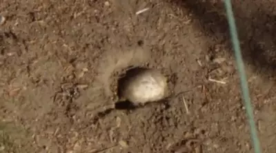 California Family Discovers Possible Human Skull During Easter Egg Hunt