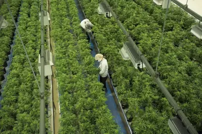 Cannabis Shares Slide After Initial Rally on Narrow U.S. Rescheduling