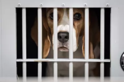 Clashes Erupt as Protesters Attempt to Storm Wisconsin Beagle Research Facility