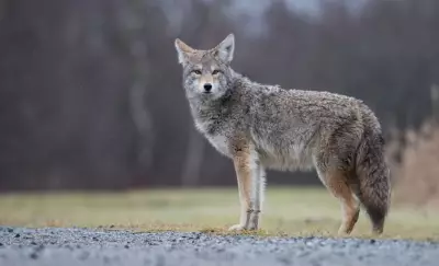 Coyote Sightings Reported in Orléans Park Prompt Community Alert
