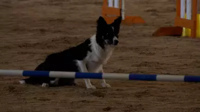 Dog Agility Trials Draw Crowds Near Arva, Ontario in Spring Event