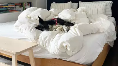 Dogs Have Taken Over Every Aspect of Our Lives: Is That Good for Humans?