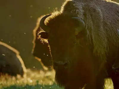 Edmonton's Cultural Weekend: Dreamspeakers Film Fest, Aysanabee and AHI Concert, Orchid Fair