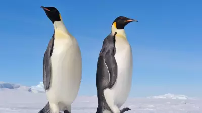 Emperor Penguins Join Polar Bears as Endangered Species Due to Climate Change