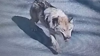 Escaped South Korean Zoo Wolf Sparks Meme Coin Frenzy and Presidential Attention