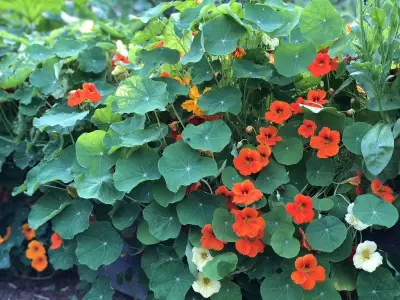 Expert Guide: When and How to Plant Nasturtiums for Vibrant Summer Blooms
