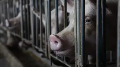 GOP Farm Bill Provision Could Overturn State Pig Confinement Bans