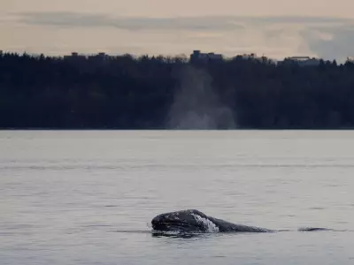 Grey whale deaths linked to warming ocean: B.C. climate news roundup