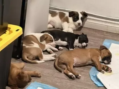 Hamilton Police Uncover Illegal Dog Breeding Operation During Major Drug Bust