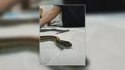 How 2 snake species survive winter months in Edmonton