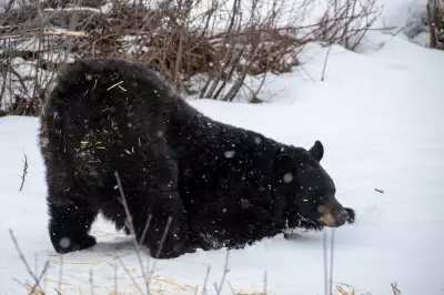 Hungry Bears Emerge in Northern Ontario Neighborhoods, MNR Warns Residents