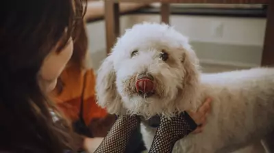 Hypoallergenic Pets Debunked: Why 'Allergy-Free' Breeds Are a Myth