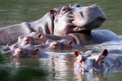 Indian Billionaire's Son Wants to Save Pablo Escobar's Hippos