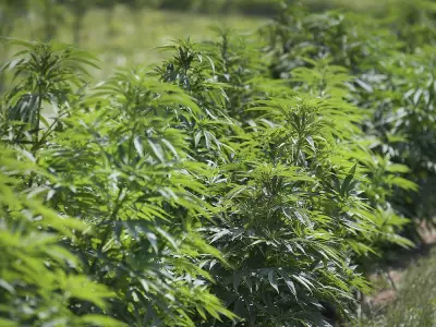 Leamington Farm Fined $50K After $80M Cannabis Bust in 2020 Police Raid