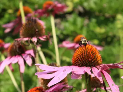 Making Your Yard Welcoming to Pollinators: A Gardener's Guide