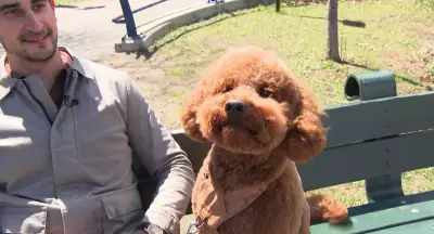 Man Jumps into Freezing Charles River to Rescue Dog, Nearly Drowns