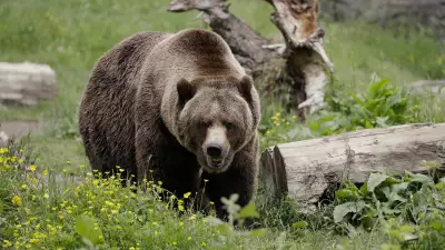 Man Seriously Injured in Grizzly Bear Attack on Rural Property in British Columbia's Interior