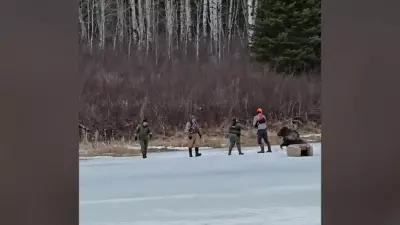 Manitoba Man and Officers Rescue Moose Trapped in Ice on Bird River