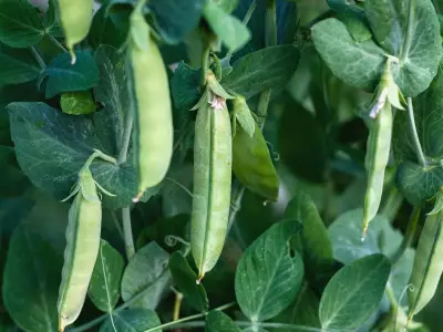 Mastering Shelling Pea Germination: Key Factors for a Bountiful Harvest