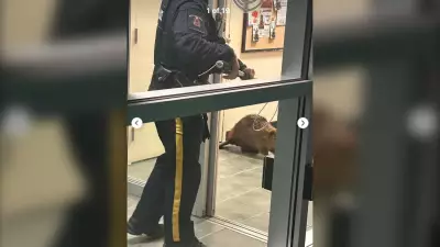 No Charges After Beaver Trespassing Incident in Nickelback's Hometown, Hanna RCMP Reports