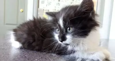 North Bay Man Faces Animal Cruelty Charges After Four Kittens Found Dead