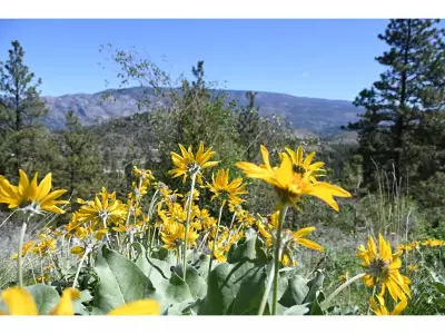 Rare South Okanagan Grasslands Protected, Safeguarding Habitat for At-Risk Species