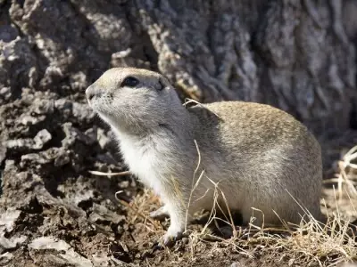 Saskatchewan Expands Emergency Use of Banned Pesticide Strychnine for Gopher Control