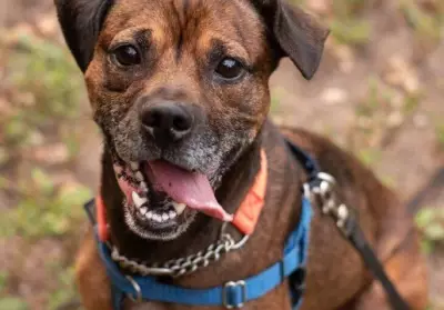 Special Needs Hound Mix Rudy Seeks Forever Home After 340 Days