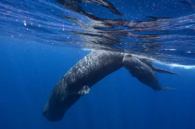 Sperm Whale Communication Mirrors Human Language Structure, Groundbreaking Study Reveals