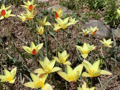 Spring Clean-Up: Patience Key to Garden Preparation
