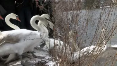 Stratford Prepares for Annual Swan Release on the Avon River This Wednesday