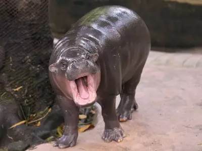 Thai Man Fined for Trespassing in Viral Hippo Moo Deng's Zoo Enclosure