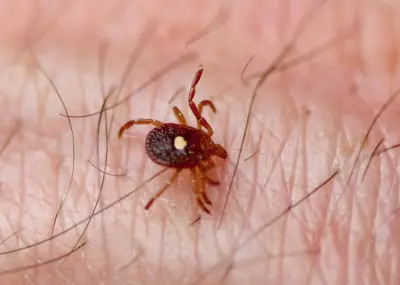 Ticks Arrive Early in Canada: Experts Warn of Lyme Disease Risk