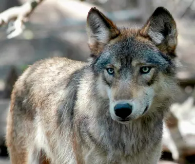 Toddler Injured by Wolf After Crawling Under Zoo Fence in Pennsylvania