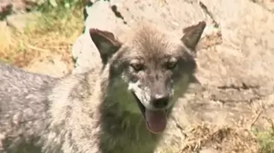 Toddler Injured by Wolf at Hershey Zoo After Crawling Under Fence