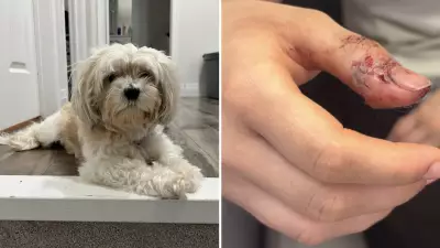 Toronto Bulldog Mix Euthanized After Fatal Dog Attack Outside Condo